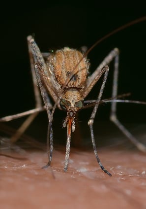 Moustique qui pique proche de vesoul