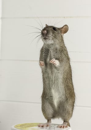 rat debout sur un pot de nourriture