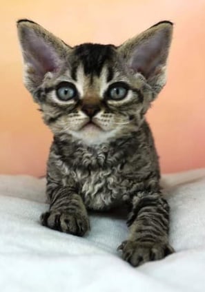 Chaton Devon Rex