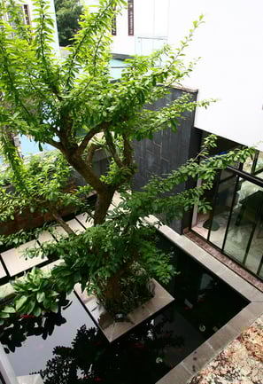 trong cay khu vuc gieng troi - 04