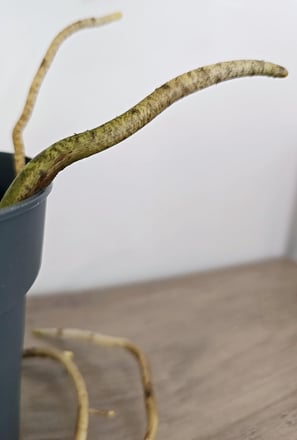 Monstera aerial root coming out of plant pot