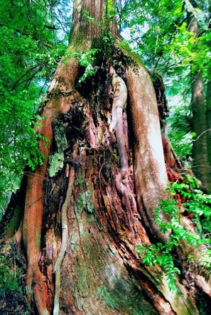 Oregon Coast - Lots to see in this woodded trail around Lake Marie