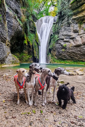 Chiens devant une cascade