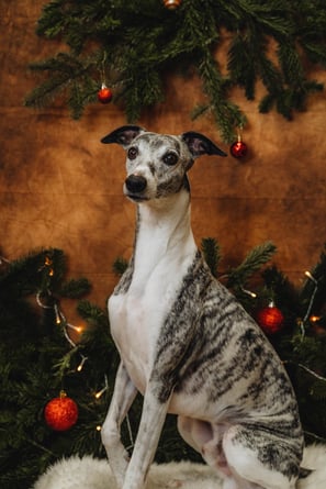 Lévrier whippet shooting photo de Noël