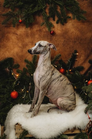 Shooting photo de notre femelle whippet