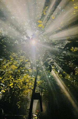 Morning sunlight streaming through the forest trees at Saigon Garden Homestay.