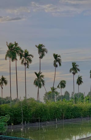 Rows of tall palm trees and a pond beside tropical gardens.