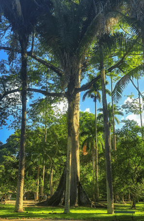 Jardin-Botanique-Rio-de-Janeiro