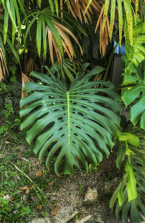 Jardin-Botanique-Rio-de-Janeiro