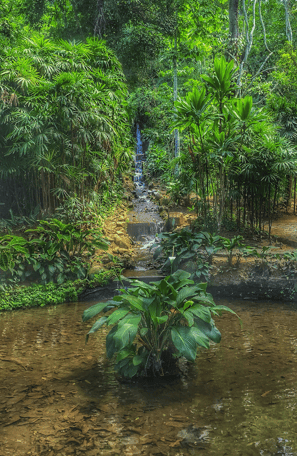 Jardin-Botanique-Rio-de-Janeiro