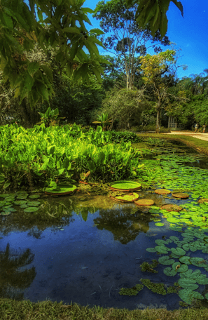 Jardin-Botanique-Rio-de-Janeiro