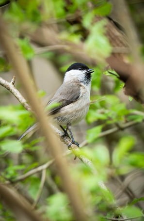 Sumpfmeise auf einem Weißdorn Foto: Philipp Geisler