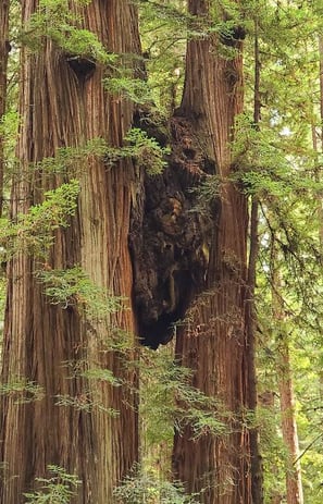 CA Coast - 2 trees that grew a connective growth between them at Jedediah Smith Redwood Park