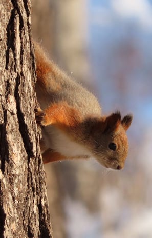 Eichhörnchen am Baum