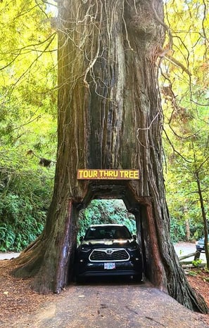 CA Coast - Drive thru a Redwood tree at Klamath Tour Thru Tree