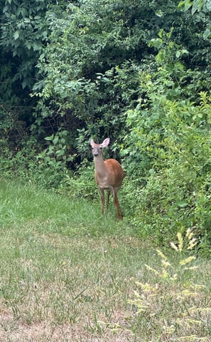 Deer are very common in the area. 