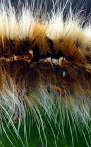 chenille processionnaire en gros plan