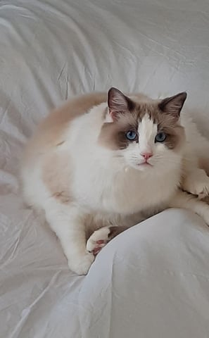 gatto ragdoll che gioca sul letto