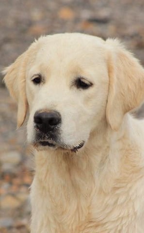 beau golden retriever élevage près d'alès