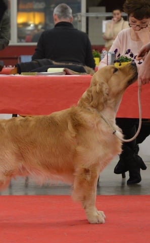 concours lof golden retriever ales
