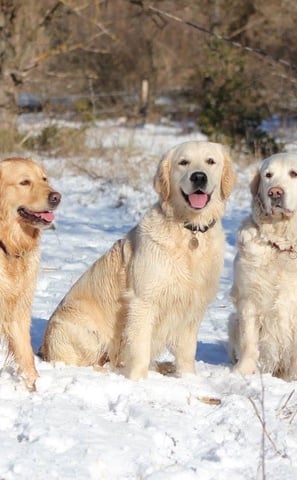 groupe de golden retriever élevage ales