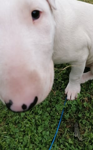 bull terrier puppy drop-in visit