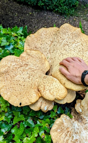 a person holding a mushroom on a tree stump. Dryads Saddle or Polyporus squamosus