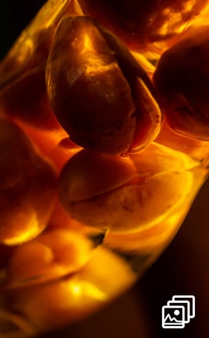 pears in a bottle of booze