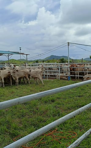 a herd of cattle in a fenced in area