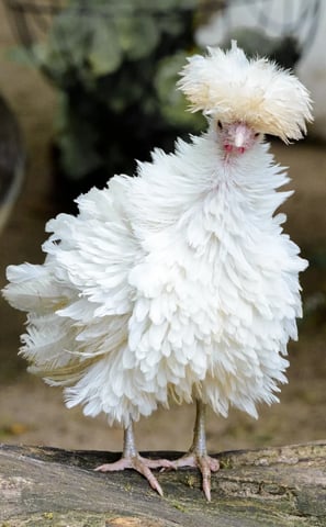 Frizzle white polish pullet