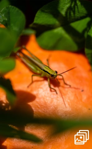 a grasshopper on a pumpkin