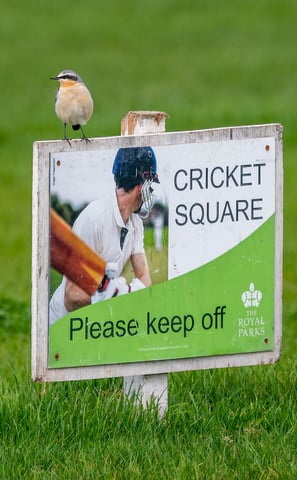 A Northern Wheatear on a cricket sign in Regent's Park.