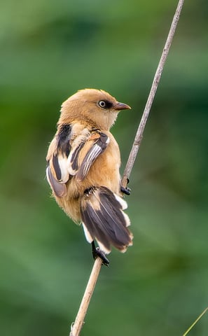 A Bearded Reddling at Rainham Marshes RSPB.