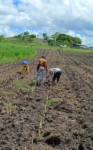 a group of people working in a field