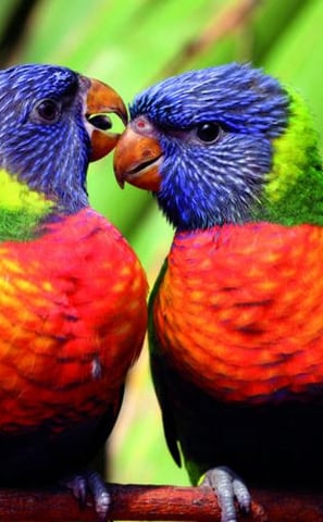 Les perroquets gaffeurs au parc des oiseaux de Villars les Dombes