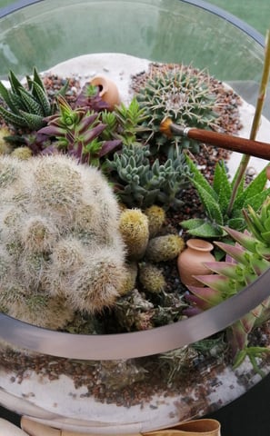 a person holding a small glass bowl filled with plants