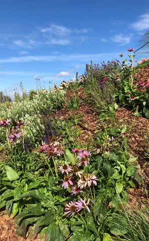 ogród bylinowy, projektowanie ogrodów naturalnych, architektura krajobrazu