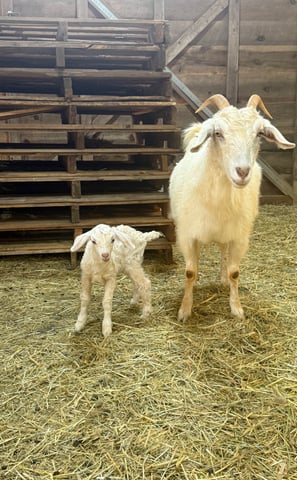 Eira (doeling)