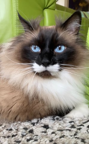 Glückliche Katze beim Katzensitting