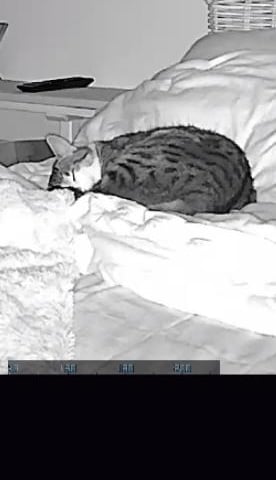 Videoüberwachung Katzenbetreuung, 24/7