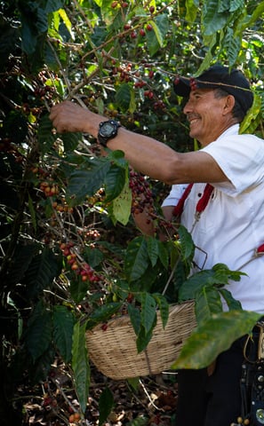 a man dyes a basket of coffee beans in El Salvador