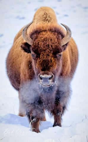 Bison | Yellowstone National Park