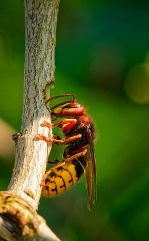 frelon asiatique sur une branche en gros plan