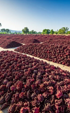 Large pile of dried petals of the Hibiscus sabdariffa plant in  the farmld