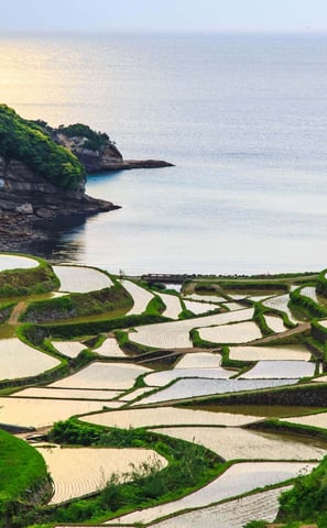 Rizières en terrasses du Kyushu