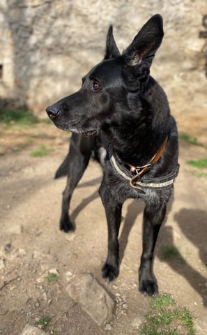 chien curieux en pension chez nanette