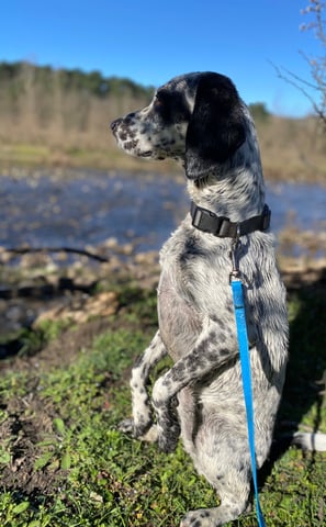 chien heureux en balade a la pension chez nanette