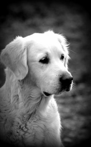 golden retriever élevage près d'ales