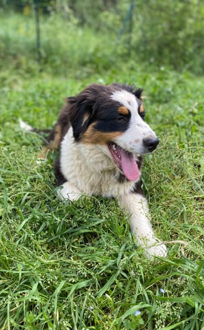 chien heureux en pension près d'ales