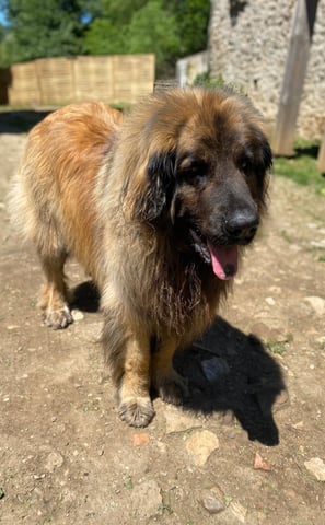chien profitant du soleil en pension chez nanette